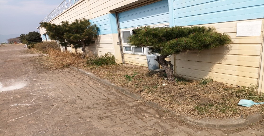 돈나무,산철쭉 굴취